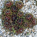 Sempervivum 'Cobweb Capers'