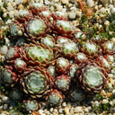 Sempervivum 'Fluffy Fluke'