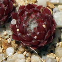 Sempervivum 'Korump'