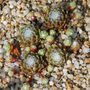 Sempervivum 'Lee Clairs Form'