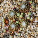 Sempervivum 'Lee Clairs Form'