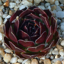 Sempervivum 'Red Pluche'