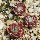 Sempervivum 'Silver Doreen'