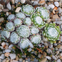 Sempervivum 'Ustechio'