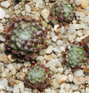 Sempervivum 'Zilver Skrockii'