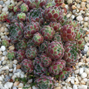 Sempervivum arachnoideum 'Abruzzi'