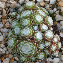 Sempervivum arachnoideum 'Branson'