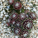 Sempervivum arachnoideum 'Hausmanii'