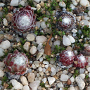 Sempervivum arachnoideum 'Hurricane'