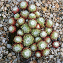 Sempervivum arachnoideum 'Lausanne'