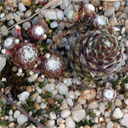 Sempervivum arachnoideum 'Rauhreif'