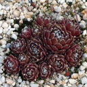 Sempervivum arachnoideum 'Spiderii'