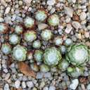 Sempervivum arachnoideum 'Yukon Snow'