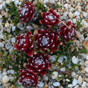 Sempervivum arachnoideum 'Zinaler'