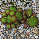 Sempervivum arachnoideum 'Zugsbratl'