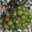 Sempervivum arachnoideum ex Valais Switzerland