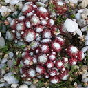 Sempervivum arachnoideum minima ex Dolomites - Click Image to Close