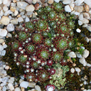 Sempervivum arachnoideum montanum