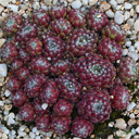 Sempervivum arachnoideum x pittonii