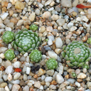 Sempervivum Seedling 92-08 White Crystaline Hairs