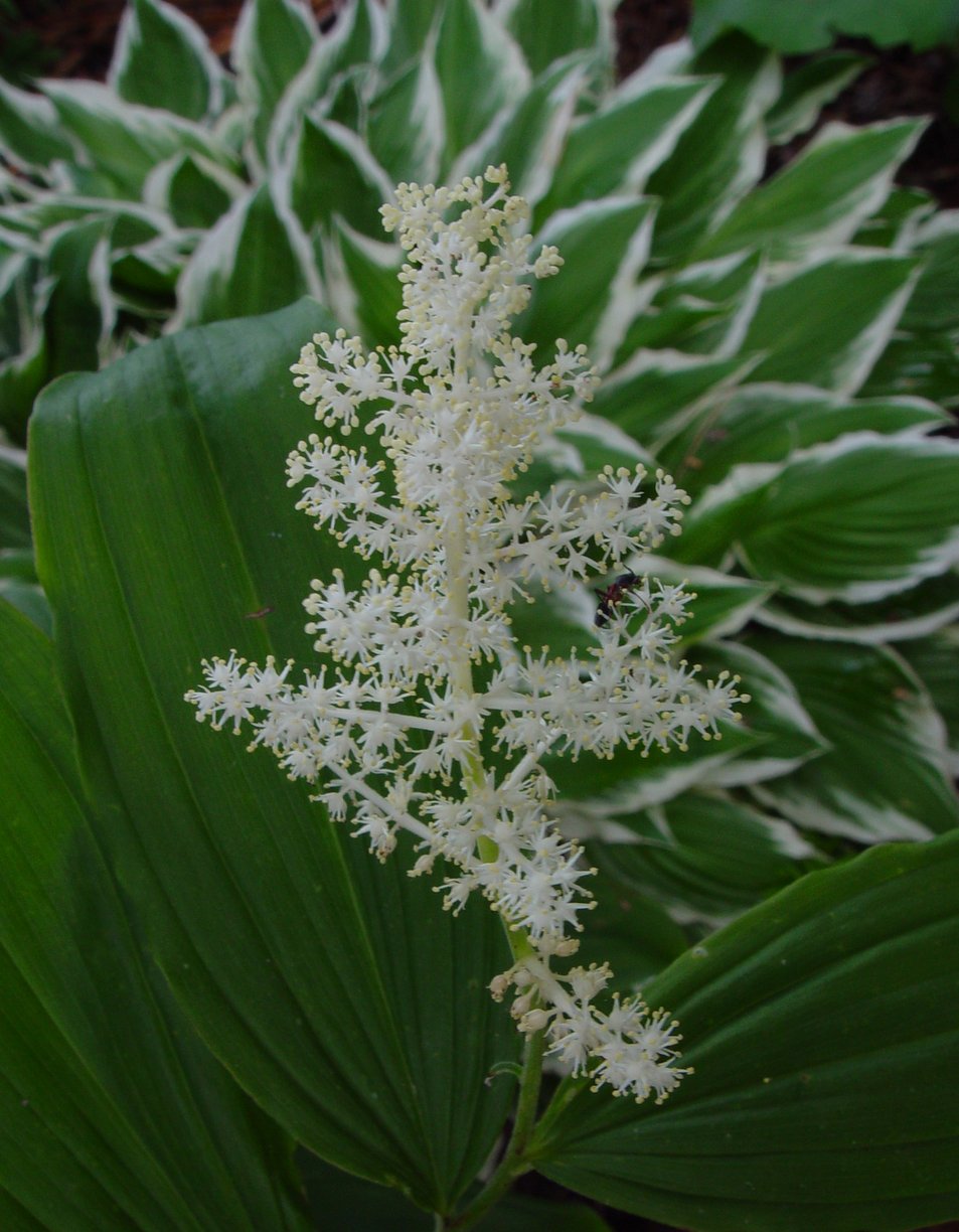 Smilacina racemosa