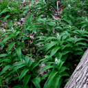 Smilacina racemosa Qty 24