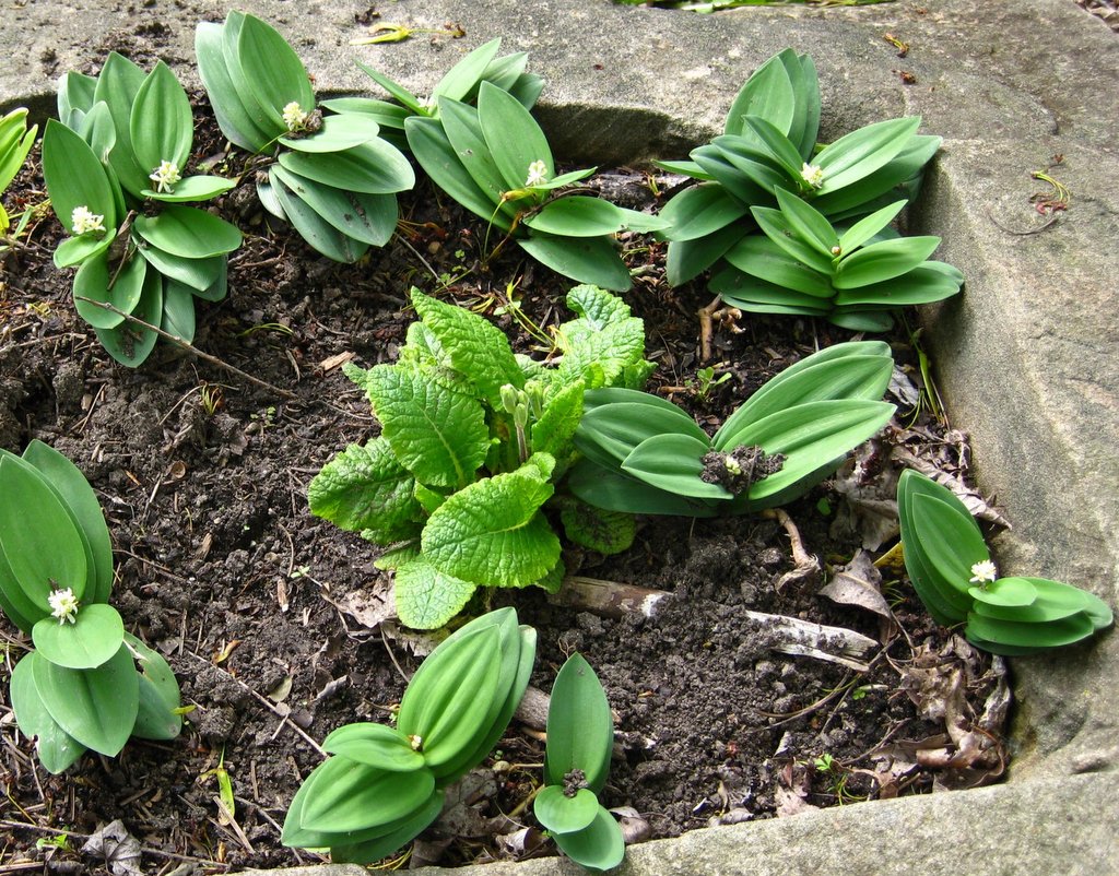 Maianthemum stellatum ssp. Crassum (Smilacina racemosa dwarf) - Click Image to Close