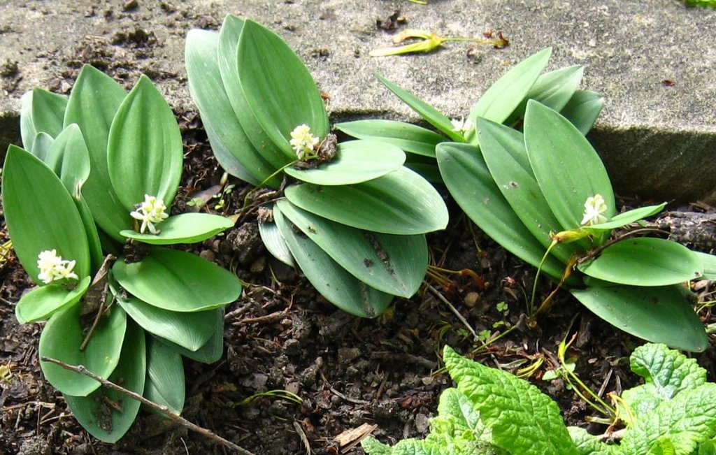 Smilacina racemosa dwarf (Maianthemum stellatum ssp. Crassum)