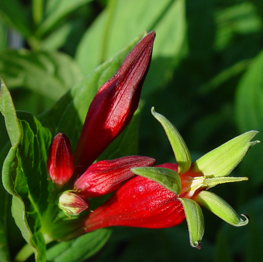 Spigelia marilandica - Click Image to Close