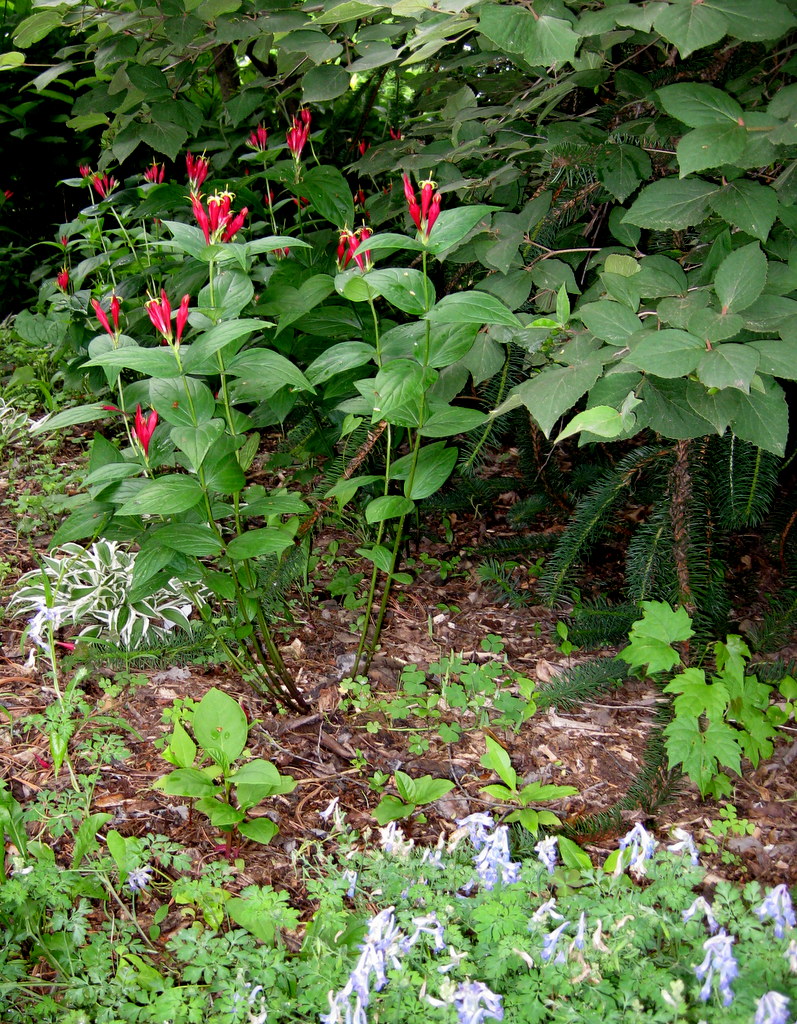 Spigelia marilandica - Click Image to Close