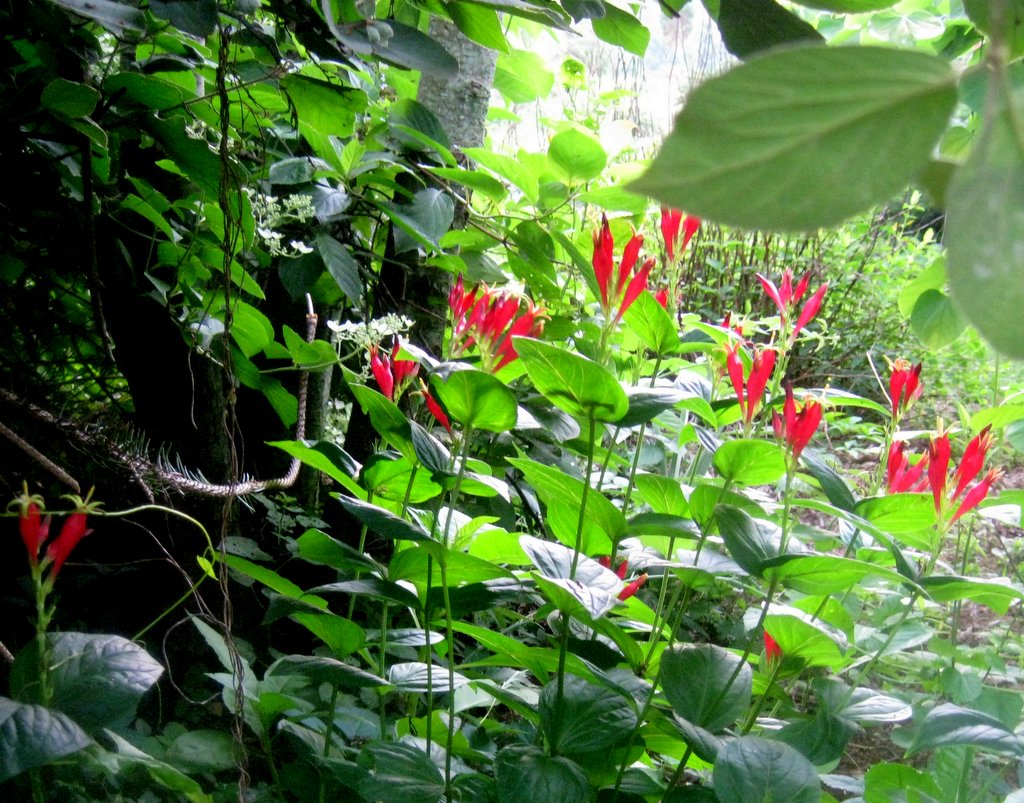 Spigelia marilandica