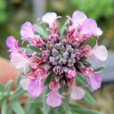 Teucrium ackermanii