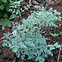 Thalictrum minus ssp minus