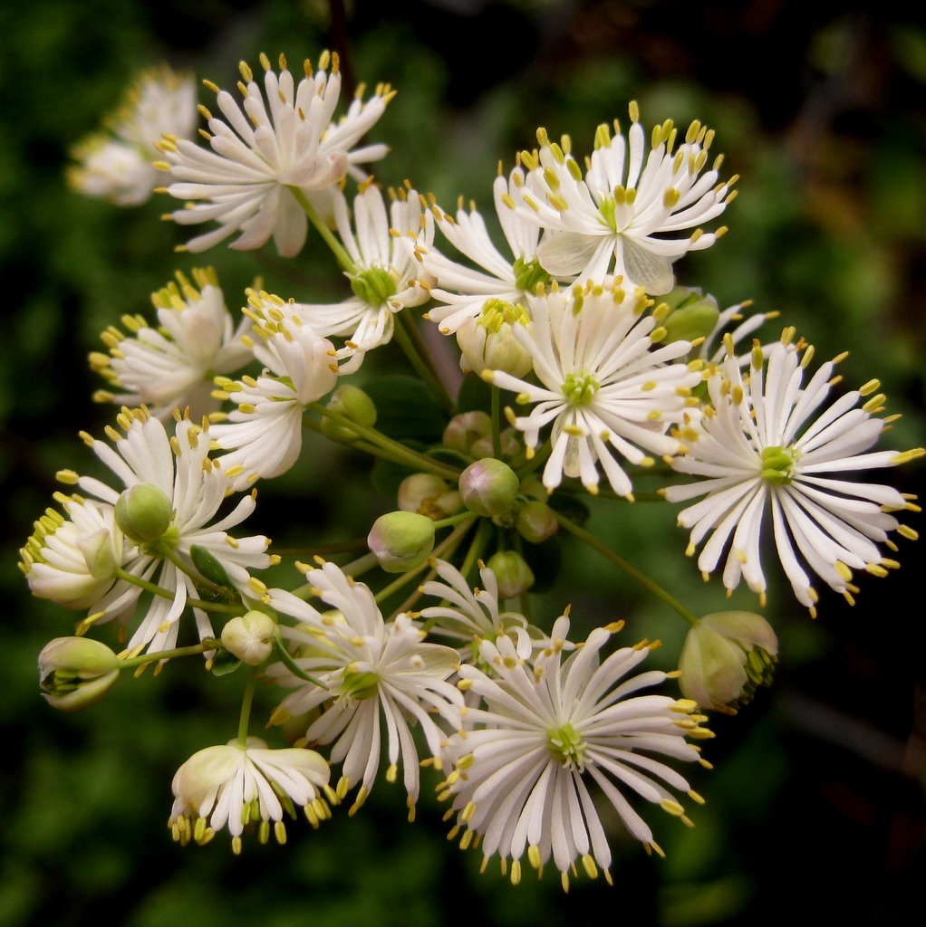 Thalictrum polygamum