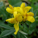 Thermopsis montana v montana