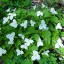 Trillium grandiflorum Qty 96