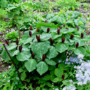 Trillium cuneatum 'Sessile of Hort.' Qty 96