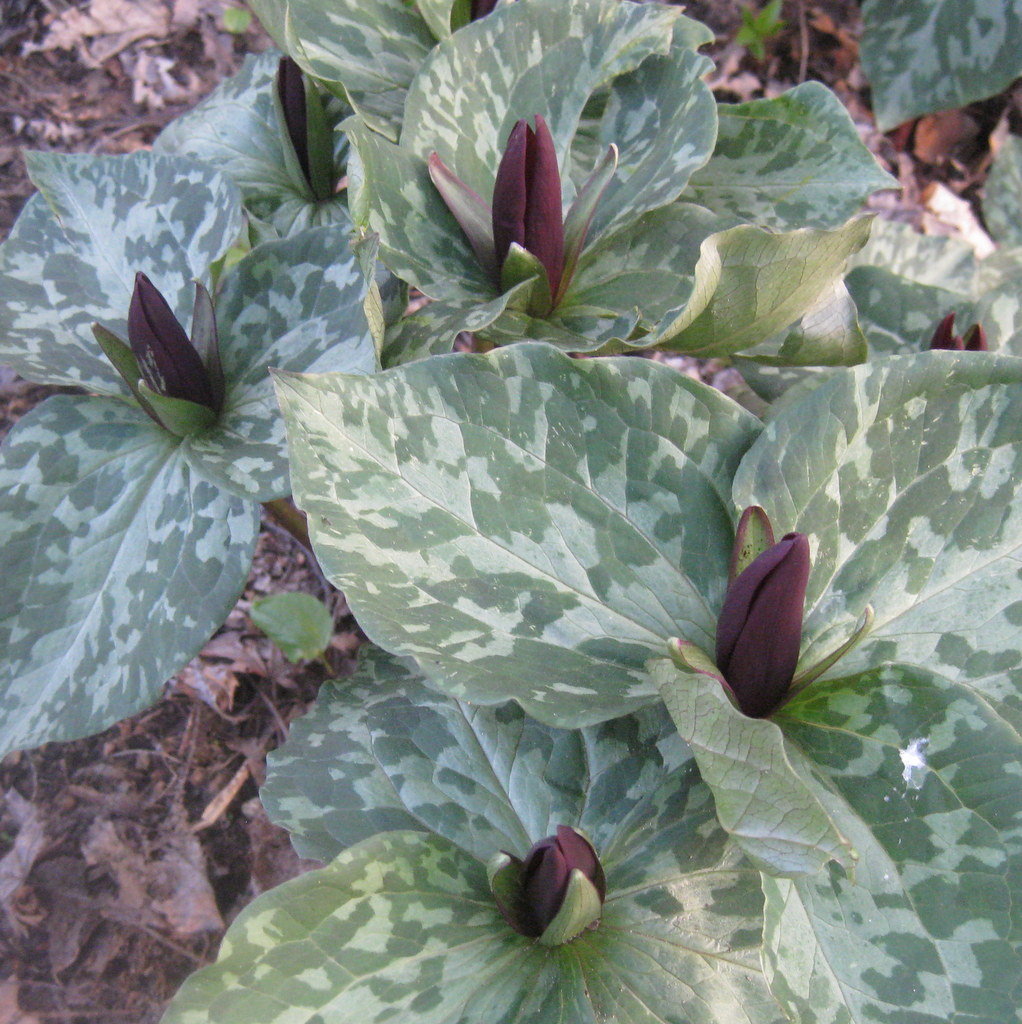 Trillium cuneatum 'Sessile of Hort.'