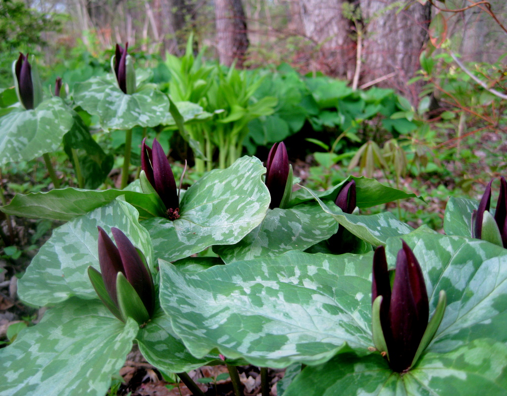 Trillium cuneatum 'Sessile of Hort.'