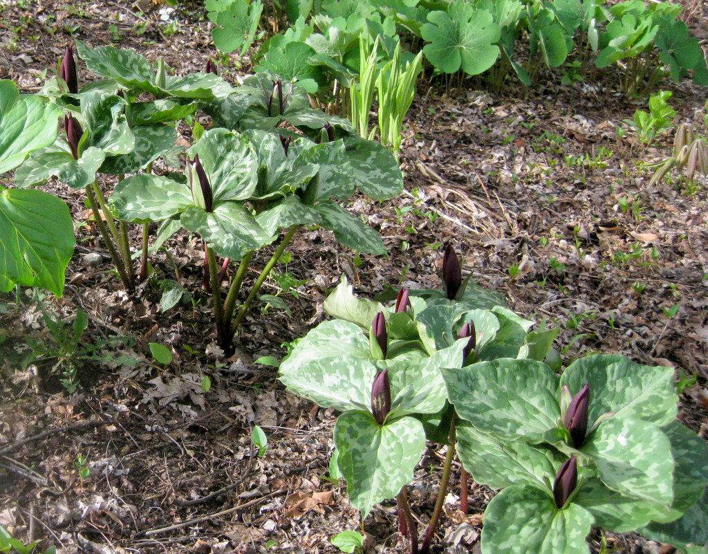 Trillium cuneatum 'Sessile of Hort.'