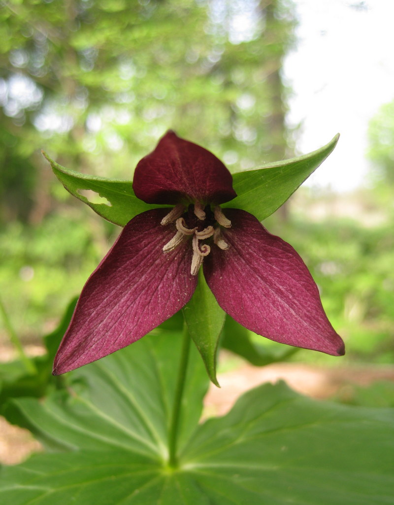 Trillium erectum - Click Image to Close