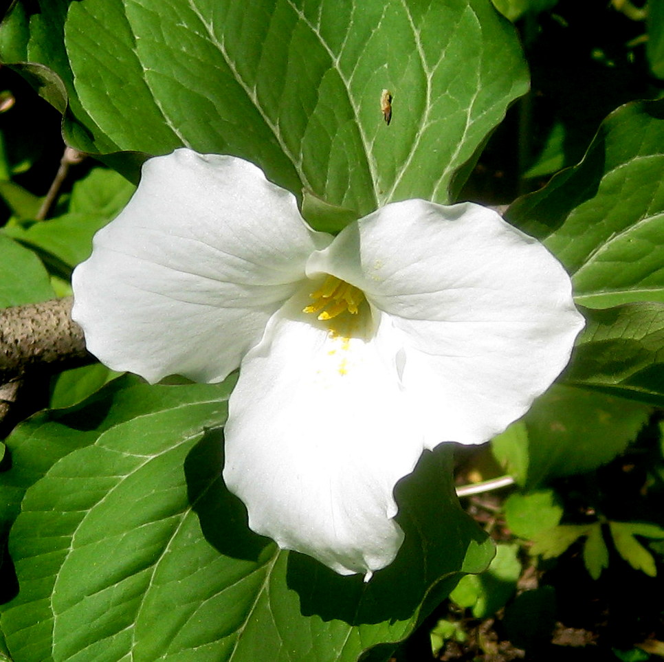 Trillium grandiflorum