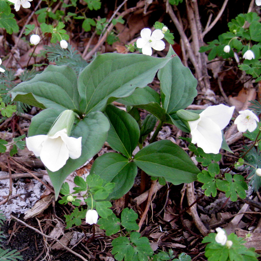 Trillium grandiflorum