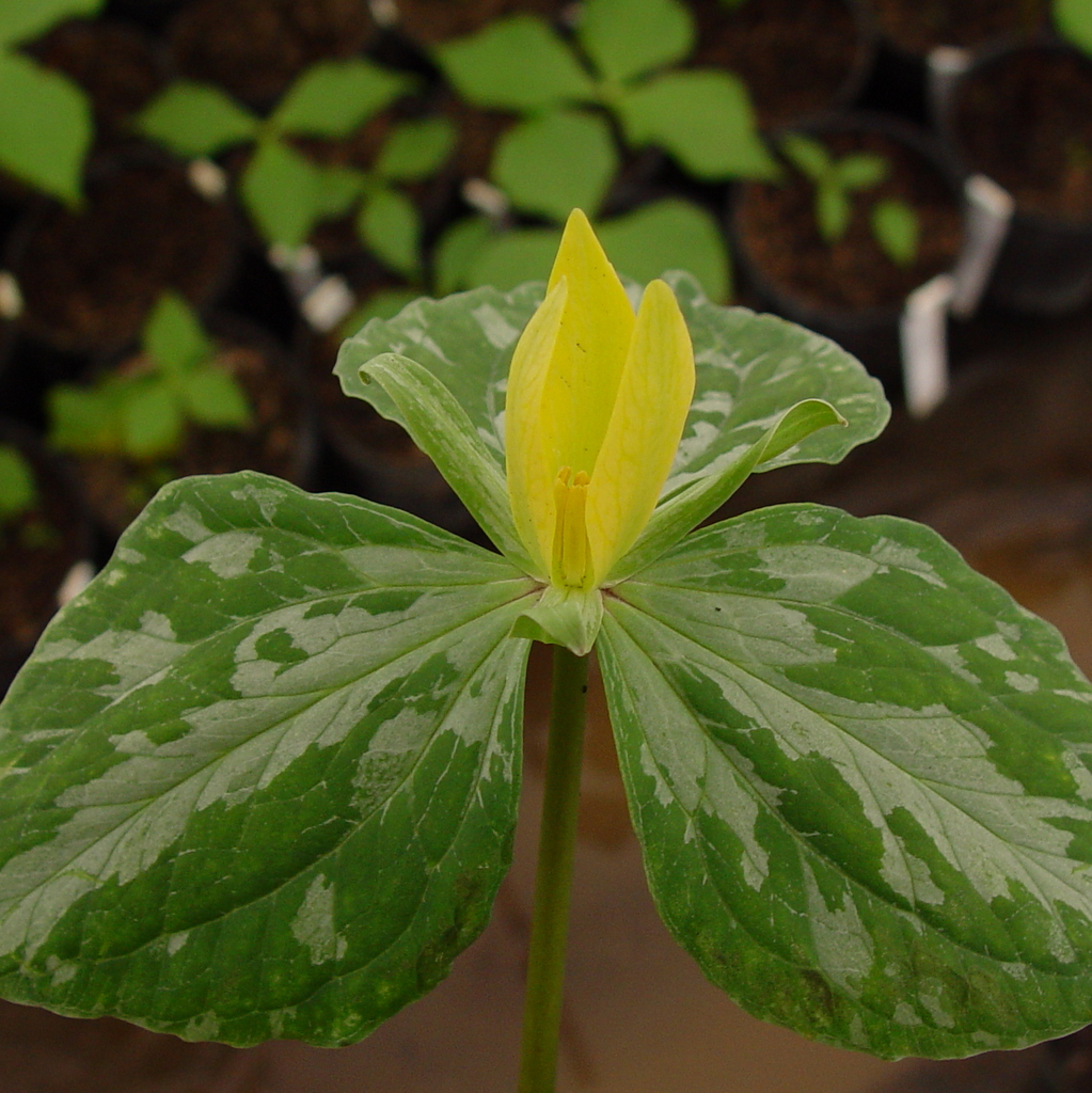 Trillium luteum - Click Image to Close