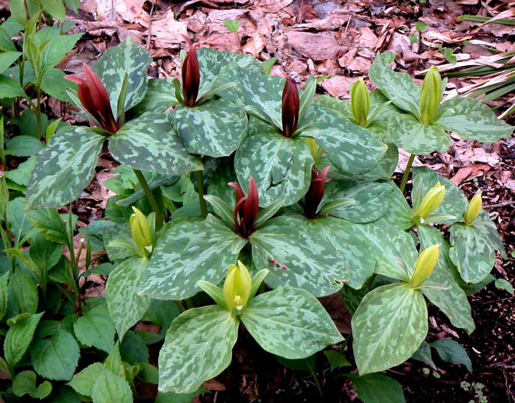 Trillium luteum Qty 24 - Click Image to Close