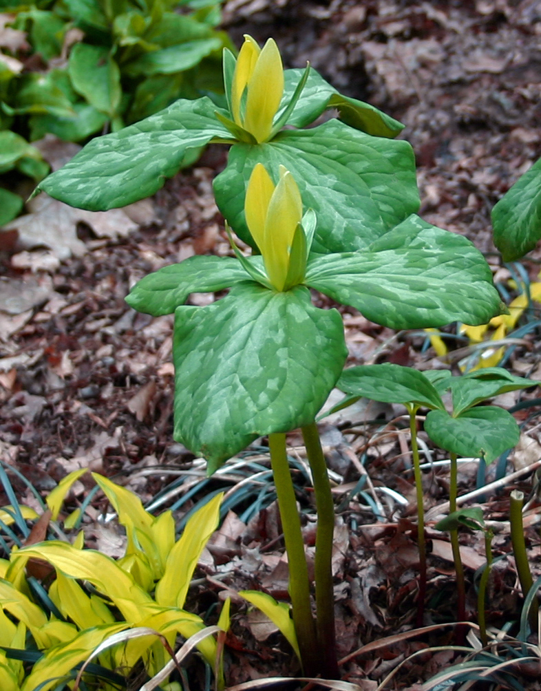 Trillium luteum Qty 24 - Click Image to Close