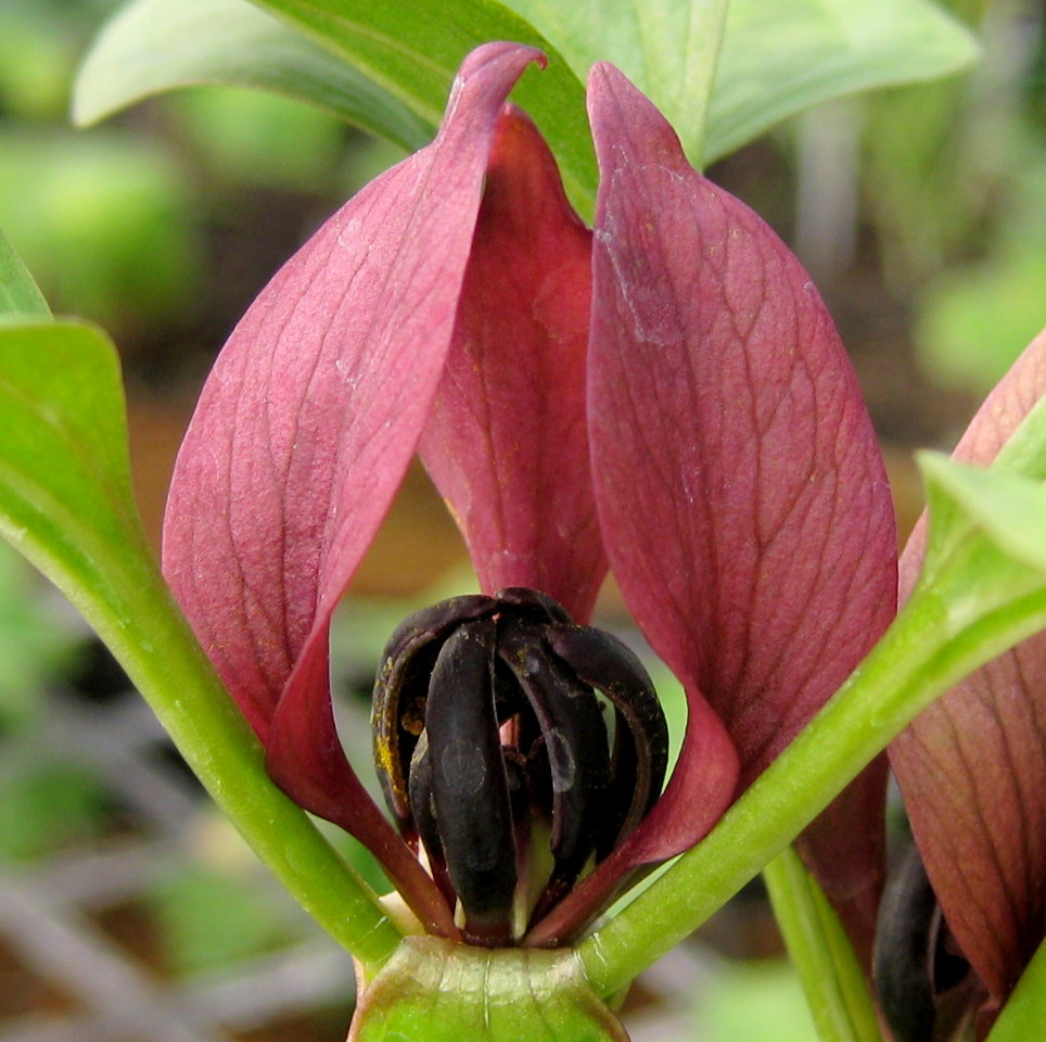 Trillium recurvatum - Click Image to Close