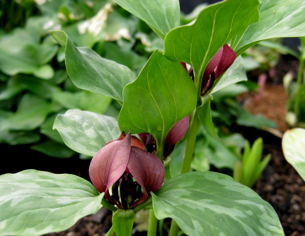 Trillium recurvatum - Click Image to Close