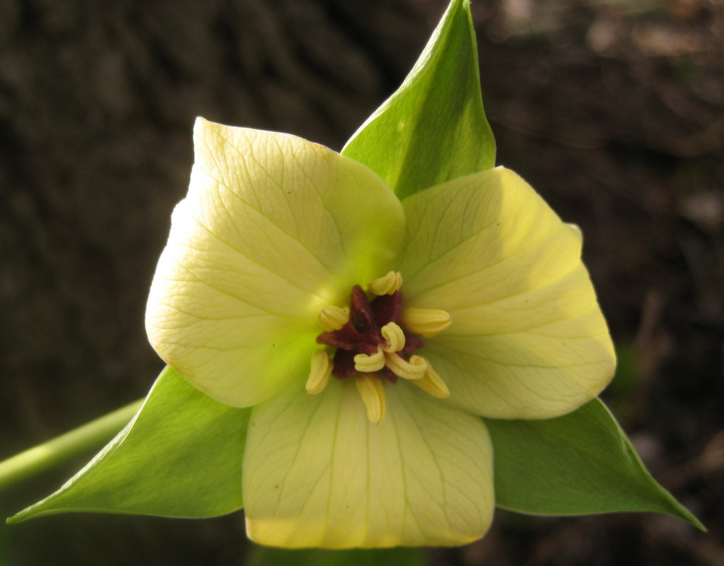 Trillium sulcatum - Click Image to Close