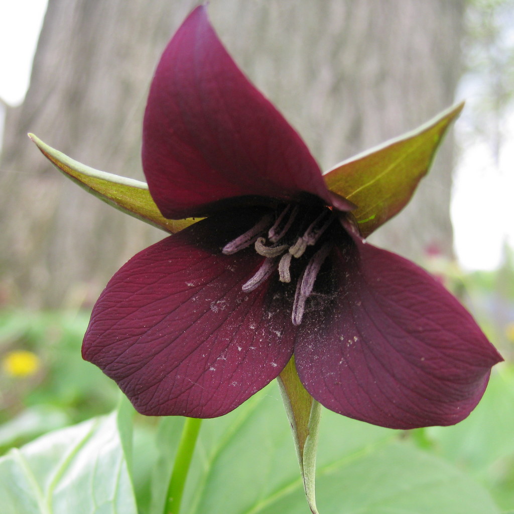 Trillium sulcatum - Click Image to Close